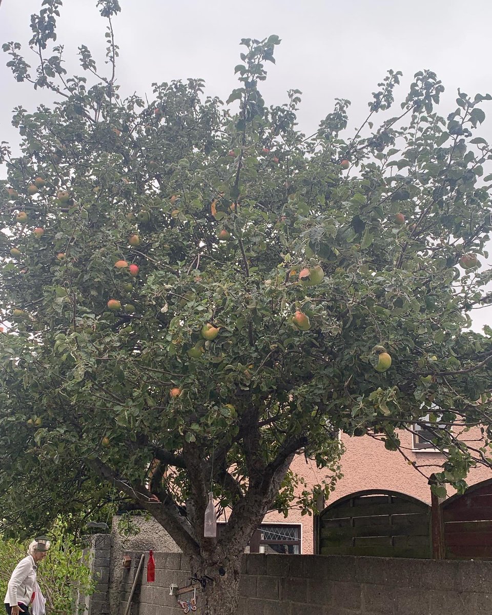 fallingfruit_ie's tweet photo. 🍎Dublin 1 apples today - fabulous large cooking apples donated by Ann and picked by Catherine and Bernie. A local Meals on Wheels were the happy recipients. Some apples also went to feed horses! Full of gratitude to Mother Nature for great harvest abundance 🍎💚🍎 https://t.co/5yymJPySkv