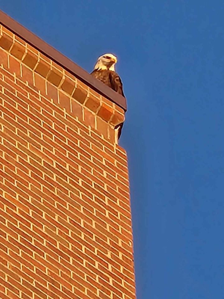 Arapahoe Sheriff tweet media