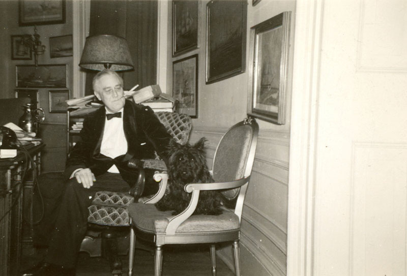 This is Fala, my favorite pet that I never met, FDR’s Scottish terrier &amp; constant companion. OTD 1944, FDR gave a hilarious speech about Fala, the subject of a false rumor by FDR's opponents. "His Scotch soul was furious. He has not been the same dog since." It never gets old!