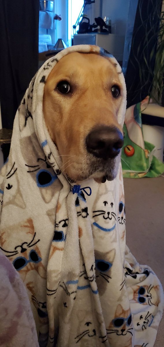 Faulkyn's tweet photo. @fawndart This is Burger! https://t.co/40t6FZTH8G