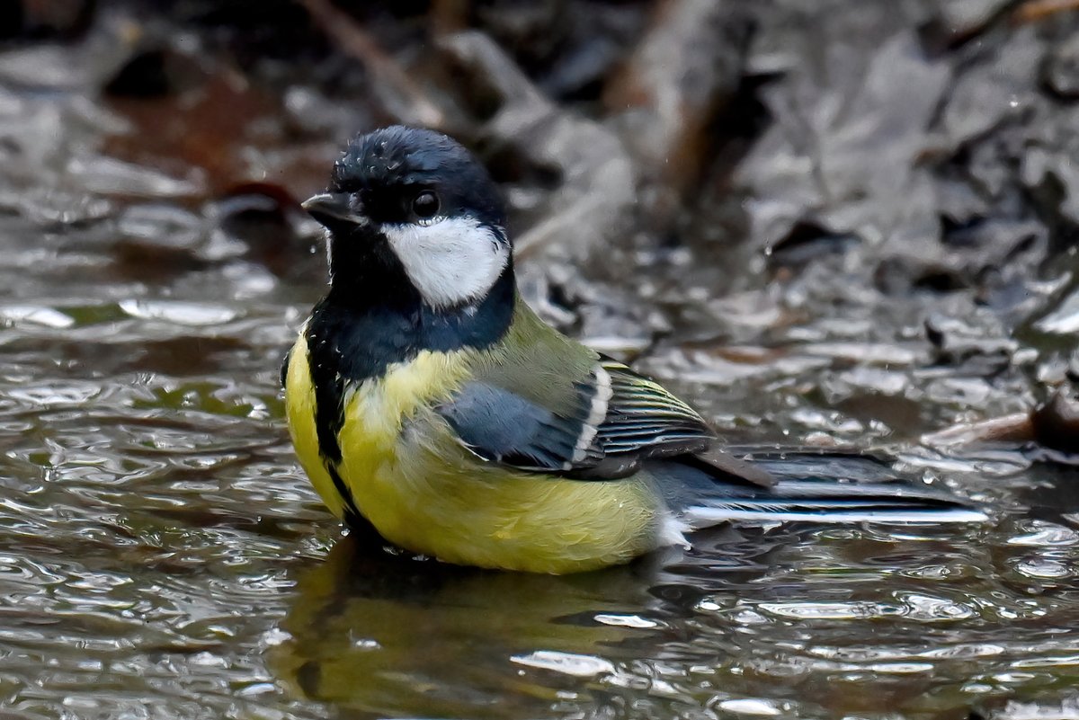 CarlBovisNature's tweet photo. Great Tit in a woodland puddle! 😀😍
 Good morning everyone! 👋 https://t.co/G0KexIlFGY