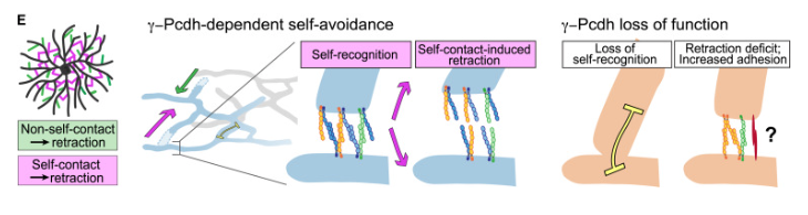 Julie Lefebvre (@jillumine) on Twitter photo In sum, this paper shows that the cPcdhs mediate dendrite self-avoidance through self-recognition and retraction. Congrats to <a href="/SamIngEsteves/">Sam Ing-Esteves</a> for tackling my dream project, managing the quantifications it entailed 😬, and enlightening us all on what cPcdhs do in vivo. In sum, this paper shows that the cPcdhs mediate dendrite self-avoidance through self-recognition and retraction. Congrats to <a href="/SamIngEsteves/">Sam Ing-Esteves</a> for tackling my dream project, managing the quantifications it entailed 😬, and enlightening us all on what cPcdhs do in vivo.