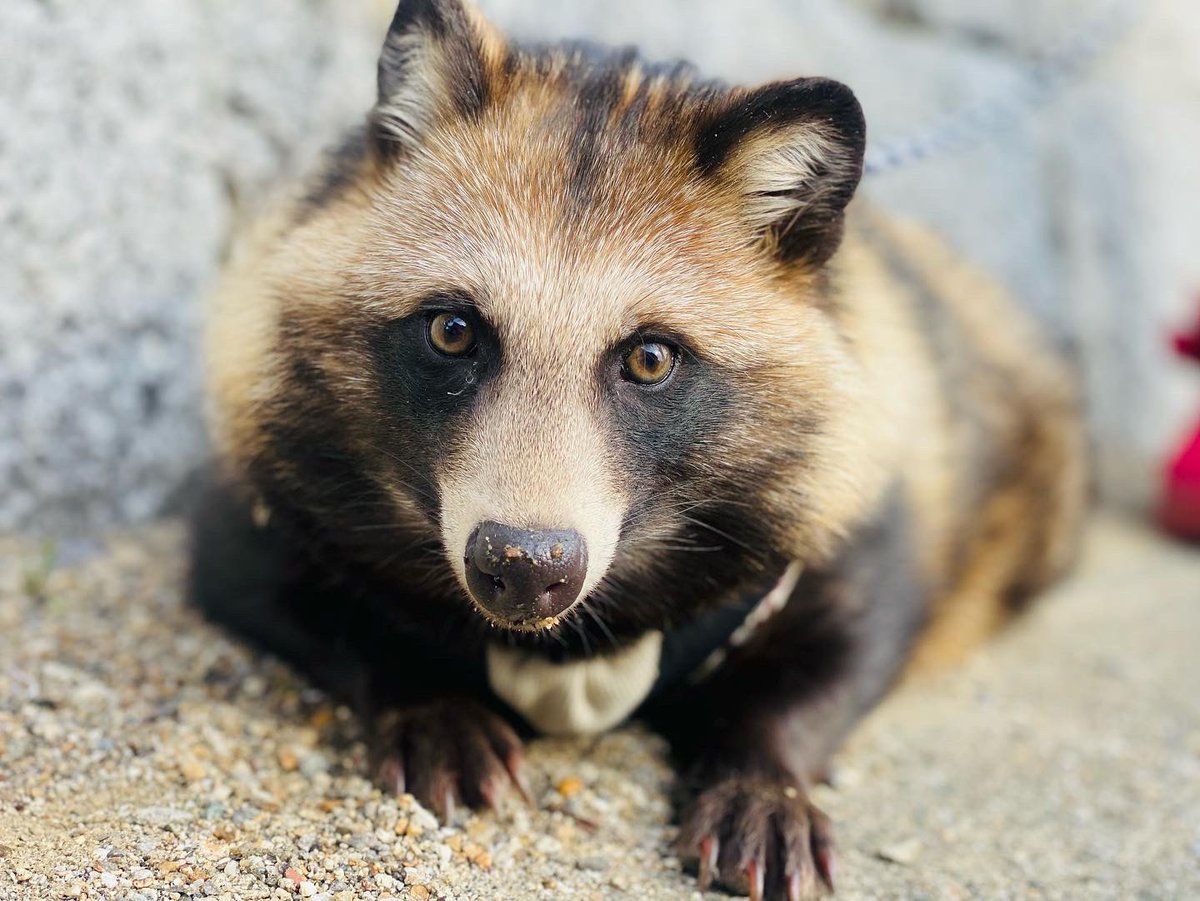 Daily Tanuki Bot (@dailytanuki) on Twitter photo 