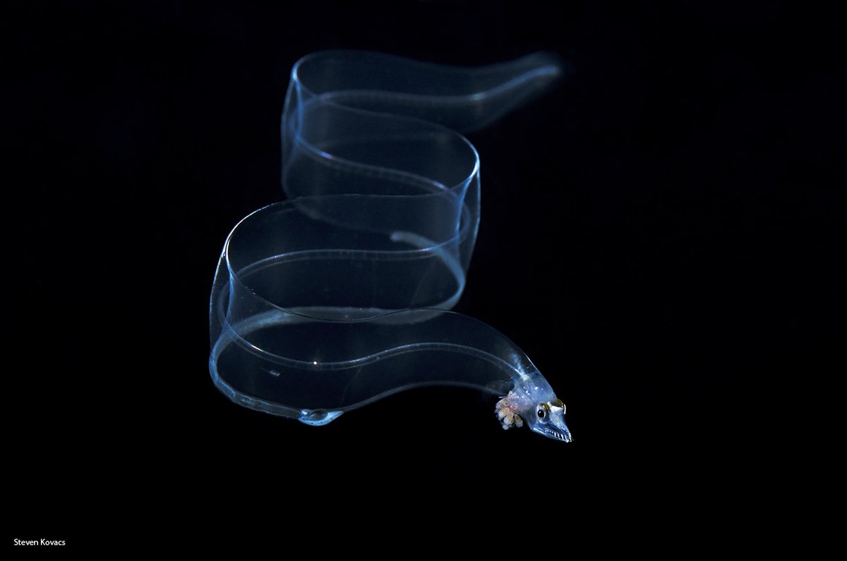 A larval Moray Eel already unlucky enough to have a parasite attached to its face. Blackwater dive off Palm Beach, Florida
.
#ikelite