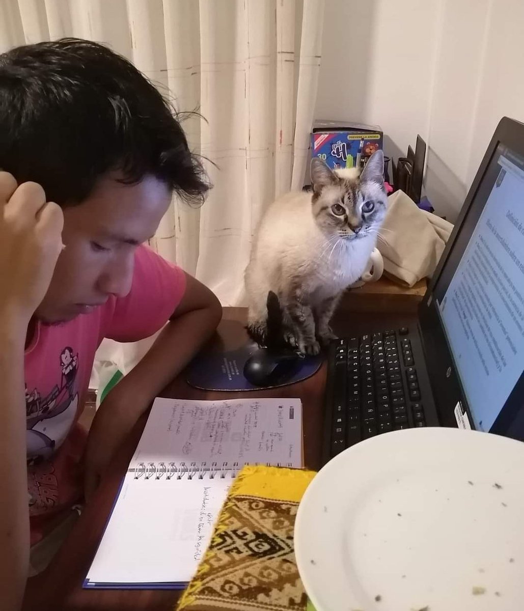 PazosMac's tweet photo. @bachigodzilla Sumi siempre atenta a clases y exposiciones. Compañía en las amanecidas no nos faltó. Ella también merecía graduarse 🤣🤣 https://t.co/5KVSR1bmgn