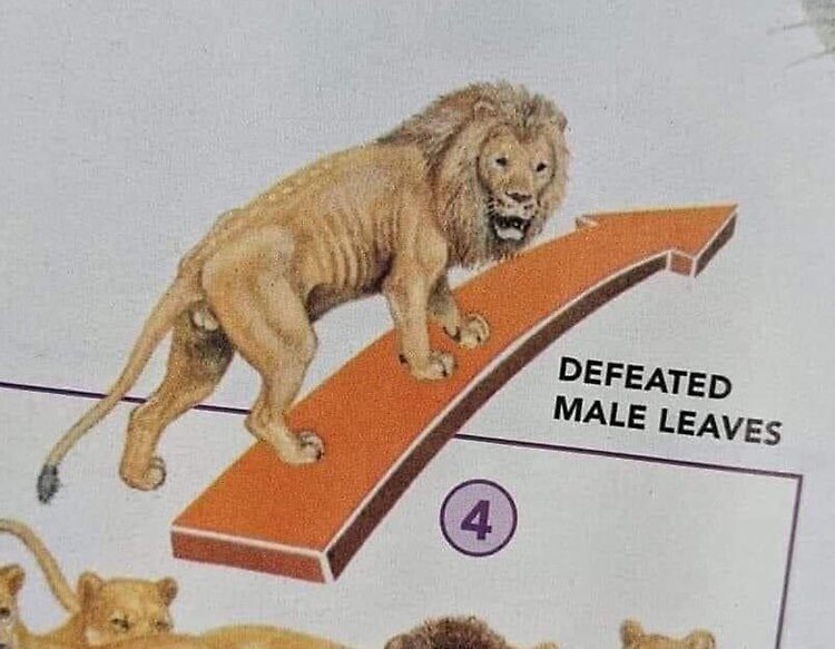 scrumble_eggs 🇵🇸 tweet media