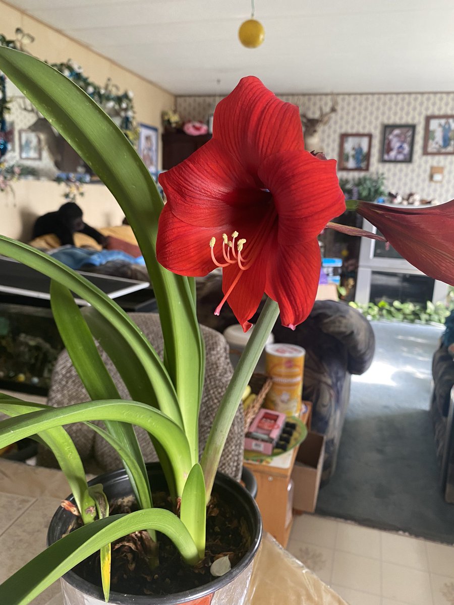 NenaBaker4's tweet photo. BEAUTIFUL MONDAY EVERYONE😍
SENDING HUGS TO ALL😘❤️
INDOOR PLANTS
BLOOMS EARLY!😍
@RedLion Amaryllis🍃🌺🌺🌺🍃
#Fave Flowers😘❤️#Wish goodhealth
#Joy and love❤️❤️❤️ #No to War
#No to Corruption please #Resoect Human Rights🙏
#Peace #Kindness
Love: Nenakie❤️ https://t.co/9KLodugXNm