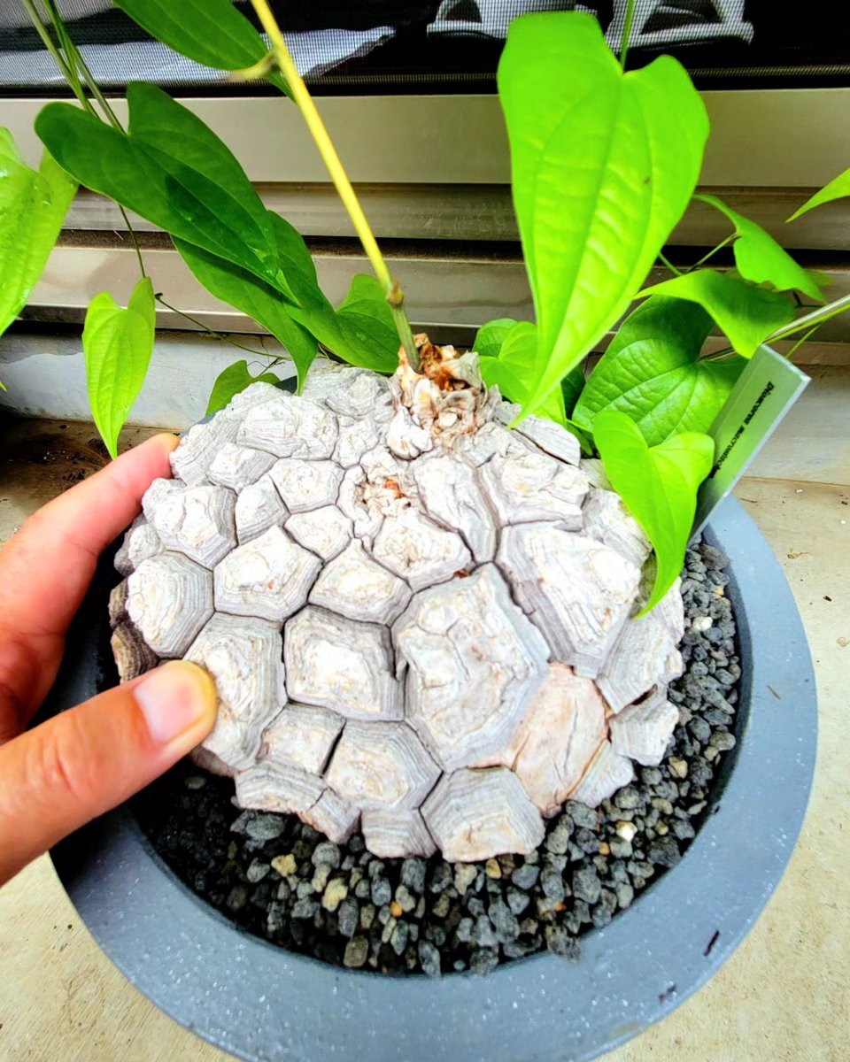 drybizarre's tweet image. Dioscorea macrostachya

今年は起きるのが遅くて枯れたのかと不安だったメキシコ亀甲竜

動き始めたら、あっという間🙂

亀甲竜の冬型が昨年バルコニーから落として塊茎にヒビが入って休眠した
毎年、8月中旬には目覚めるのに案の定目覚めない…

#Dioscorea
#亀甲竜
#塊根植物