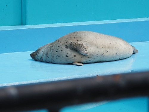 meekoloveseals's tweet image. oughh.... he metled 😰😰he is a pile of soup.... tired little guy