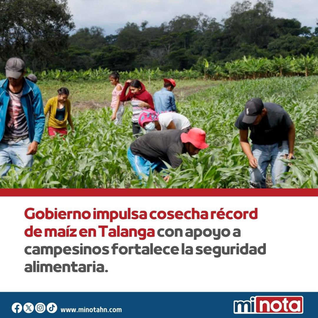 Minotahn's tweet image. Gracias al respaldo del Gobierno de la Presidenta @XiomaraCastroZ, la Empresa Asociativa Campesina &quot;Santa Martha&quot; ha cosechado 30 mil quintales de maíz en 200 manzanas de tierra en Talanga, Francisco Morazán. 

Este logro, posible por el apoyo del @INACOMUNICA61  y #FUNDER con…