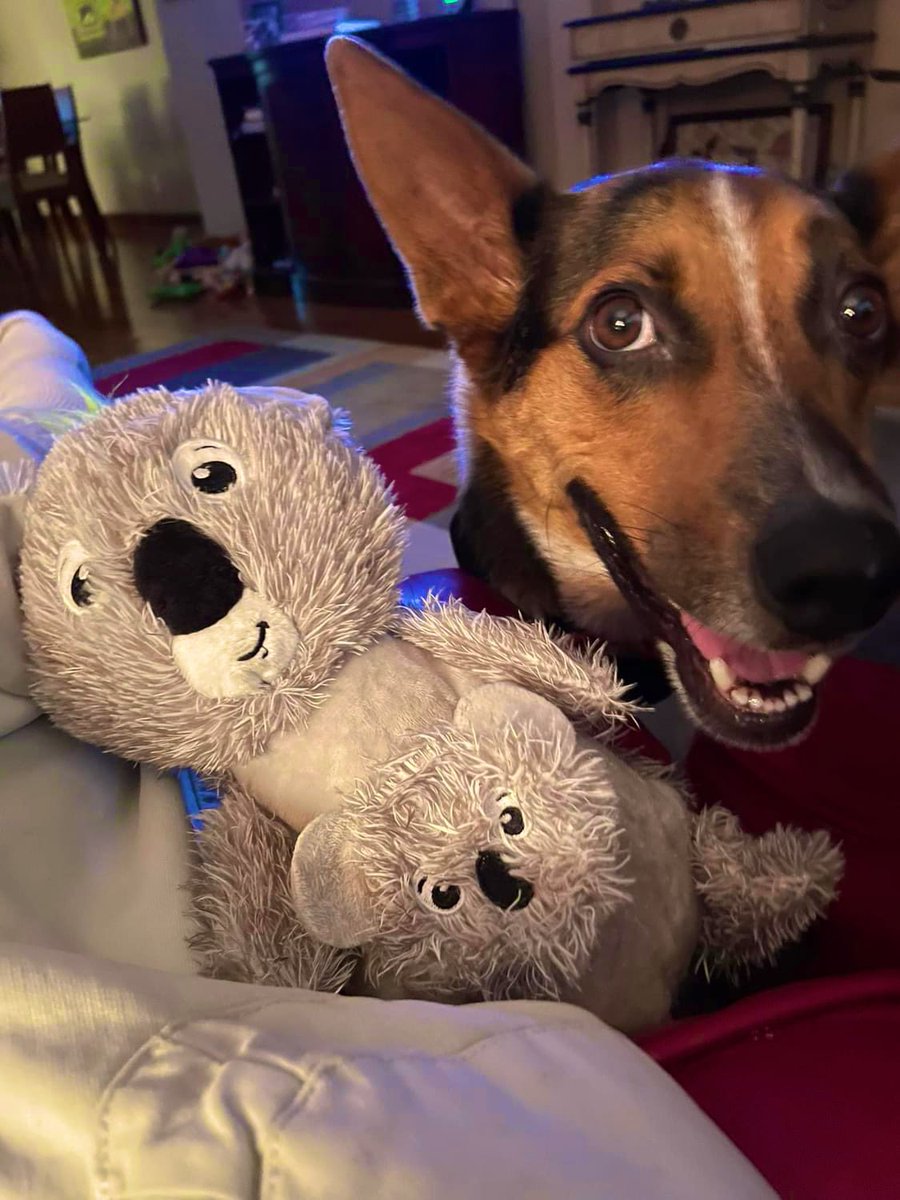 MaryTutor57's tweet photo. Day 23 #DogsInPolitics’ OH NOOOO Mister Bill, Koala’s & My Platform Are For More Shenanigans, Treatoes & Belly Rubs! 🚉🐶😂🐨
Mom, What Do You Call A Dog Rock Star? A Su-Paw-Star! Da Boom Tis🥁⭐️🐶😂
#PostAFavPic4VioletSep24 #Dogs #Cats #ZSHQ #QuigleysJokeOfTheDay https://t.co/CTuEvuZOGM