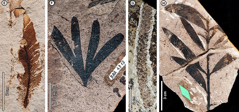 The Río Pichileufú plant fossil locality in Patagonia, #Argentina has a reputation for diversity based on pioneering 20th century #paleobotany. A fresh look at the locality corrects historical errors in taxonomy and incorporates new data, overall increasing the known diversity.