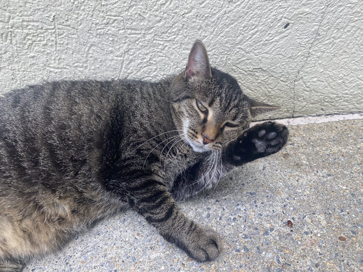 MinecraftThrow1's tweet image. I got my main back

Go to @itsyaboigoozman to find me.

Love you all &amp;lt;3