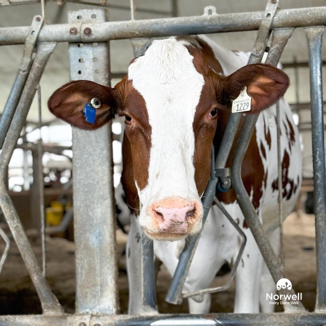 Norwell Dairy tweet media