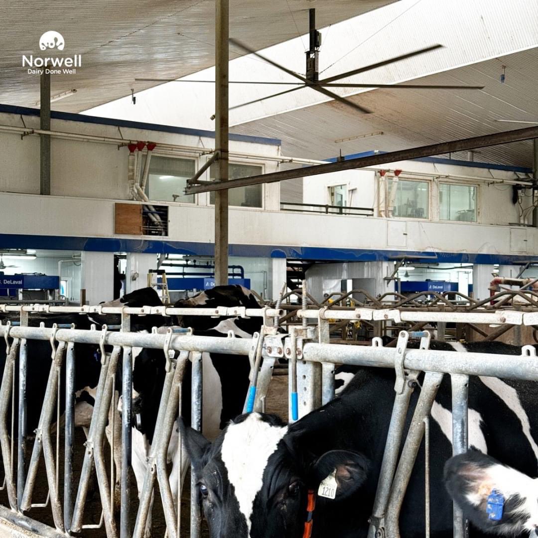 A big change is happening this week at JBC Dairy! All 4 of their DeLaval classics are being upgraded to V310’s. The 1st of 4 is complete and running smoothly.
Congratulations to the Cook family and thank you for choosing Norwell Dairy!
#DairyDoneWell #Delaval  #OntAg #CdnMilk