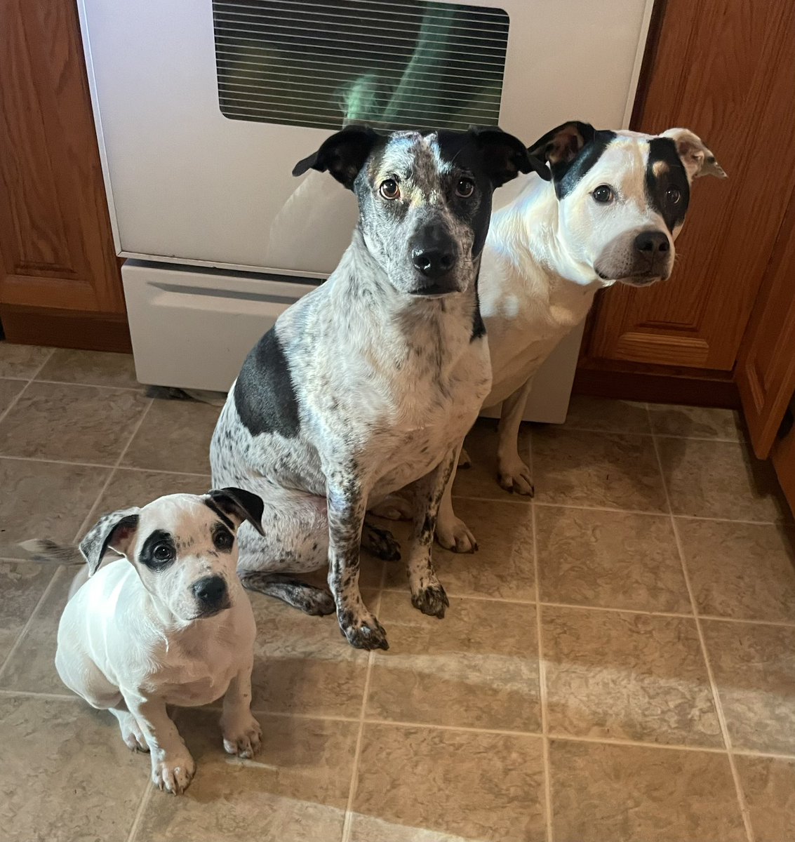 Newest family member, Queen Sheena 🐶👑😍🥰#AdoptDontShop