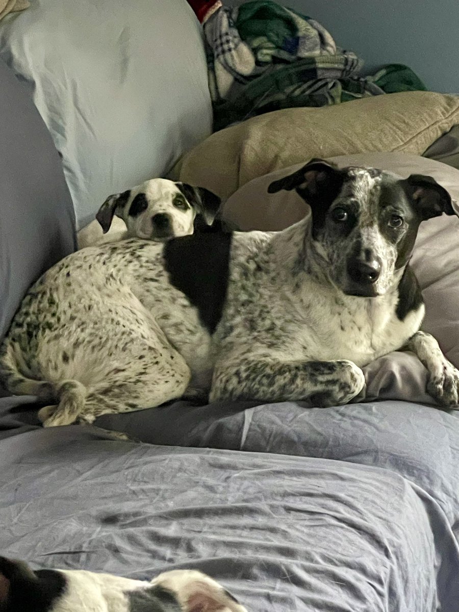 kkbears's tweet photo. Newest family member, Queen Sheena 🐶👑😍🥰#AdoptDontShop https://t.co/XhjfMmzldG
