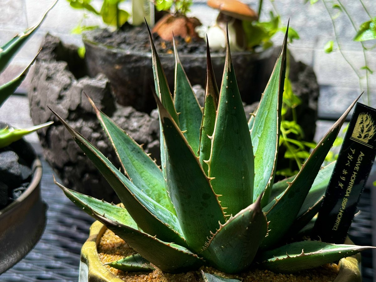 ホリダとして購入したけど、ホリダ×何かのハイブリッドだよね？🤔💭

詳しい方、教えてほしいですw

#アガベ #ホリダ #多肉植物 #珍奇植物 #植物