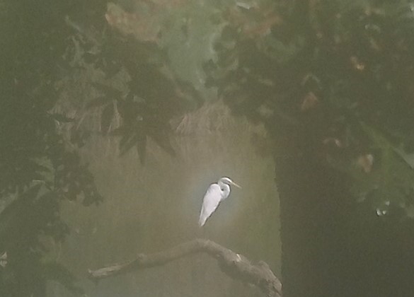 chriskyscape's tweet photo. MY PHONE FALL FROM MY POKET IN THE POND ... LUCKYLY I HAD THE HEADPHONES ON ... SO I PULLED CAREFULLY ON THE CABLE ( NOT WIRELESS !) AND RETRIEVED THE MACHINE , HASTILY BLOW INTO  ALL THE ORIFFICES AND THE SO CRACKED AND FISSURED SCREEN ... AS IT KIND OF WORKED .I TRIED PHOTO . https://t.co/DsR5lygJut