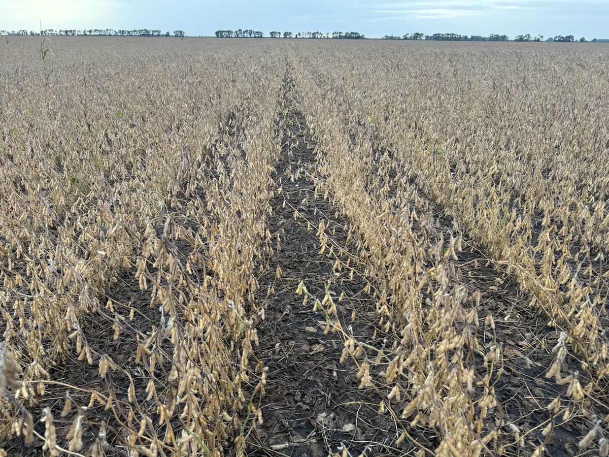 A b006 field of ours N of carman. 
I feel like I am in Iowa . 
It’s SO exciting for beans to be looking this good in MB. Can’t wait to hit the field with the combine. ⁦<a href="/DEKALB_Canada/">DEKALB Canada</a>⁩ ⁦<a href="/MbPulseGrowers/">MPSG</a> ⁦<a href="/AgassizSeedFarm/">Agassiz Seed Farm</a>⁩