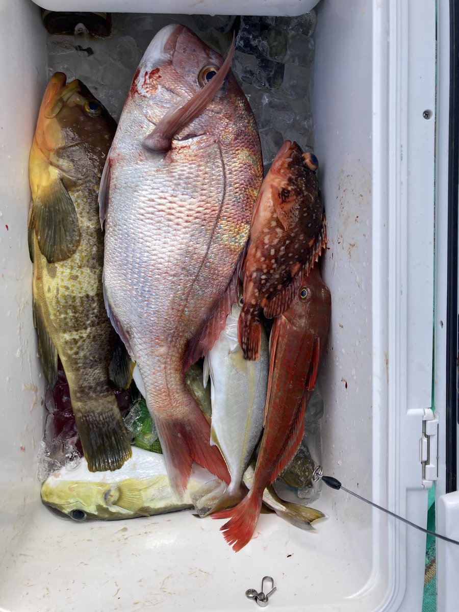 昨日の釣果！！

#shimano #ステラsw #ワールドシャウラbg #村田基 #村田基の釣り大学 #duel #魚に見えないピンクフロロ #duo #釣り #キハダマグロ #オフショアジギング #オフショアキャスティング #フィッシング #ルアーフィッシング　#urocojig #maria