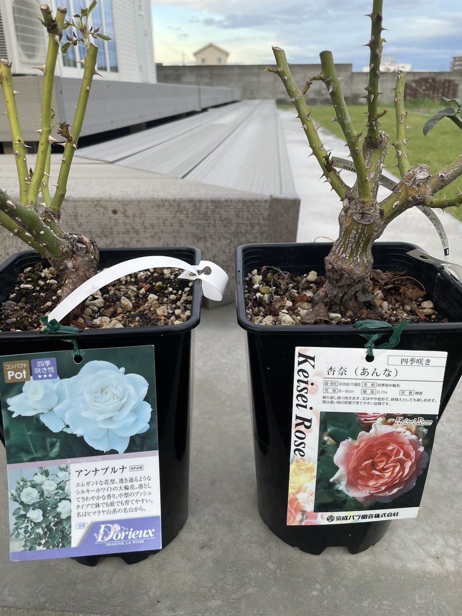 杏奈ちゃん綺麗な花咲かしてね🌹