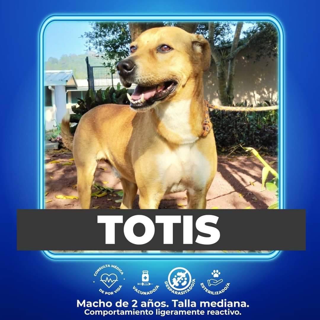 #Adopta ♥️🐶 <a href="/marinavera100/">Marina Vera</a> <a href="/mayteponm/">Mayte P.</a> <a href="/VialidadXalapa/">Vialidad Xalapa 🚦 VX 🌎</a> <a href="/PacoDizfinck/">𝗣𝗮𝗰𝗼 𝗗𝗶𝘇𝗳𝗶𝗻𝗰𝗸</a> <a href="/pilykuera/">Pily Peregrina</a> <a href="/aasullegna/">Angie Triaz🙏🏽</a> <a href="/mageba04/">Gina alarcon</a> <a href="/anicienta_6/">Ana Pelaez</a> <a href="/tierraverde1943/">ℓια ₊˚.༄ *ﾟ🌱</a>  <a href="/marydebeck/">Maryde</a> <a href="/Mtra_Shaira/">Shaira</a> <a href="/Corintiacruz/">Corintia Cruz Oregón</a> <a href="/CECILLIA36/">CECILIA MENDEZ</a> <a href="/RoxanaAAT/">Feto de PicaFresa🍓</a> <a href="/camellinlove/">Porque soy xalapeño</a> <a href="/penelopemoncayo/">Penélope Moncayo.</a> <a href="/fherciencias/">Soy Fher!</a> <a href="/Ydlan/">Naldy Patricia</a> <a href="/AbelMucino/">Abel Muciño</a> <a href="/rociosaiz/">Rocio Saiz</a> #Xalapa