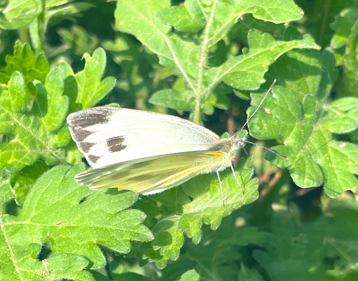 nisharai_ggc's tweet photo. Like a #butterfly, find freedom in the simple act of fluttering by…
🦋 Indian cabbage white, for #TitliTuesday
#NatureTuesday
#IndiAves
@savebutterflies @Bhrigzz
@Britnatureguide
@NatureattheBest https://t.co/Srt3uxUL1c