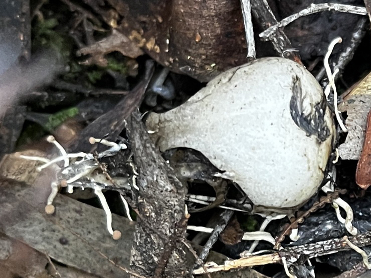 RBGV Science tweet media