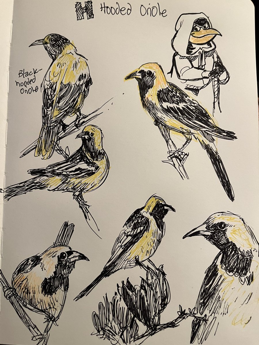 CosmicPencil's tweet photo. H is for the hooded oriole for @AnimalAlphabets ‘s weekly ABC drawing prompts. Couldn’t resist throwing a tongue in cheek hooded Baltimore Oriole for the baseball season.
#animalalphabets #hoodedoriole #sketchbook https://t.co/9zQqOmAupT