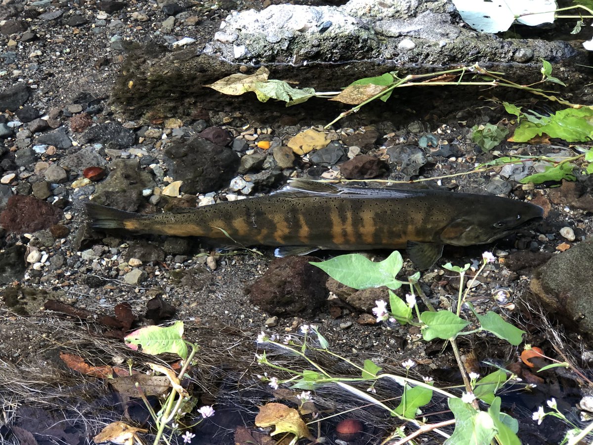 ヒメマス？サクラマス？
川でじっと動かないでいます。
誰かを待っているような感じ？
川で魚をこんな間近に見るのは初めてです。
#十和田湖　　
#小坂町