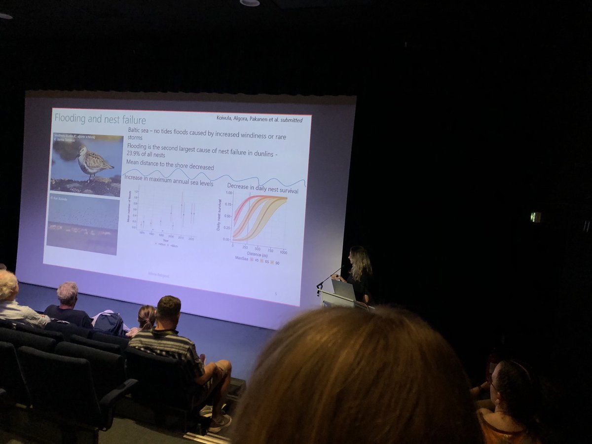 ⁦<a href="/BelojevicJelena/">Jelena Belojevic</a>⁩ on dispersal of Baltic Dunlins after nest flooding. #IWSG2024