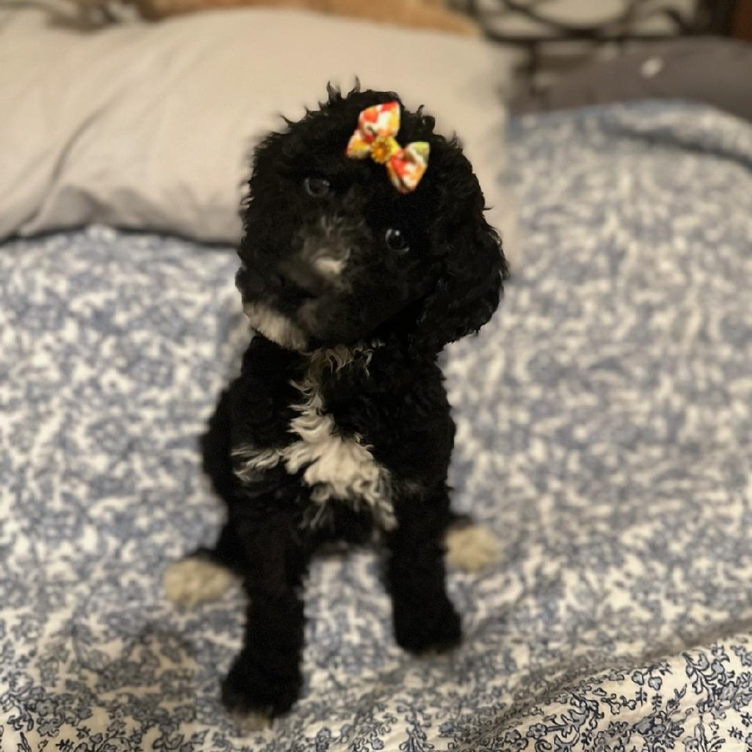 CarrieAnn Fain tweet media