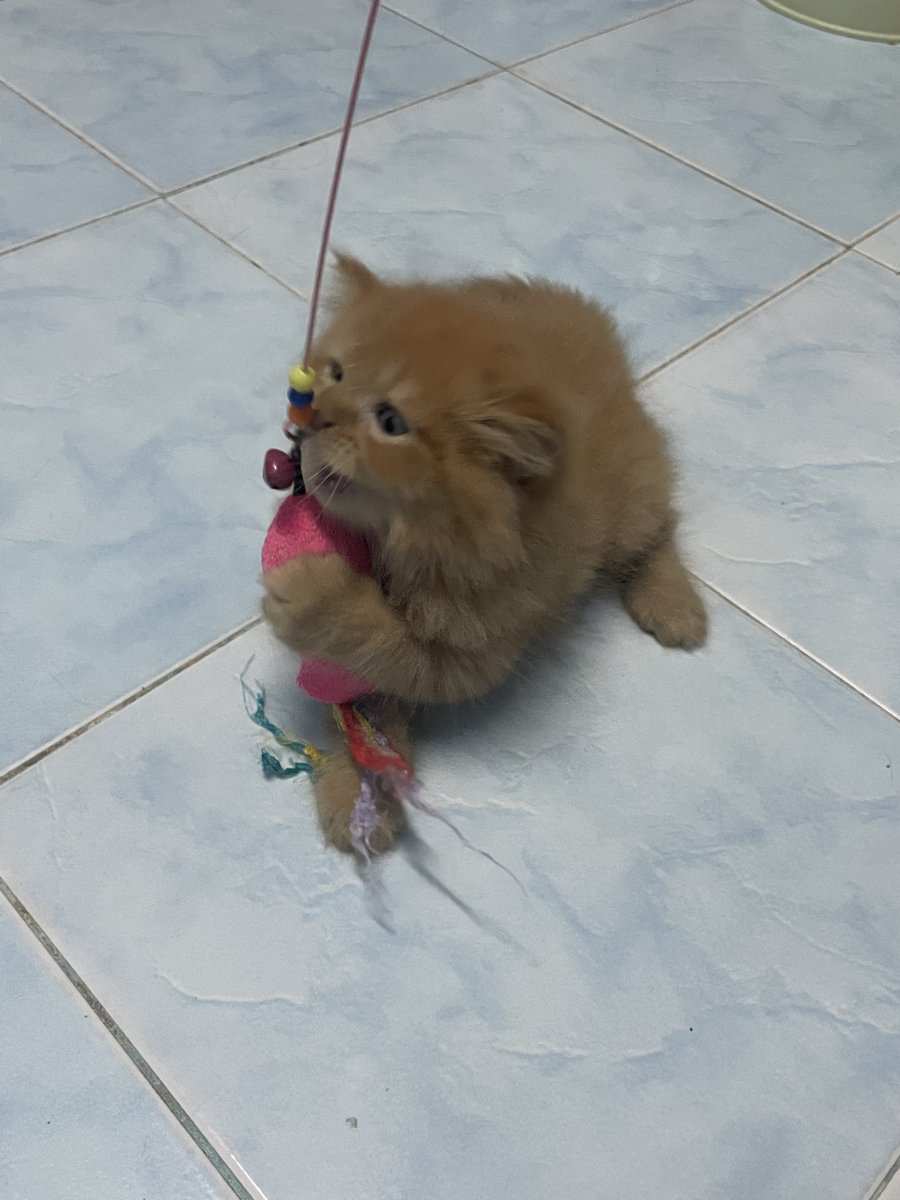 คฑา tweet media