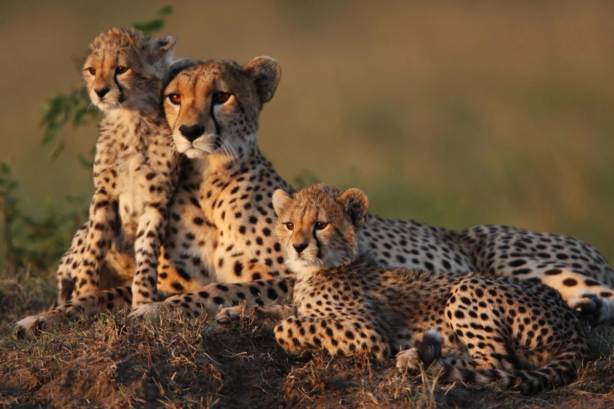 PAYTOTAKE's tweet photo. https://t.co/1yVsal5EnM 🐆🐆 is a GREAT domain for a #Startup!
In the online world, your web address is the only location that matters.
#Guepardos.com is #memorable, #oneword, #pronounceable, #easytospell, passes the #radiotest & .com #domain.
A GREAT domain is #HardToForget! https://t.co/Gct8SdvVOW