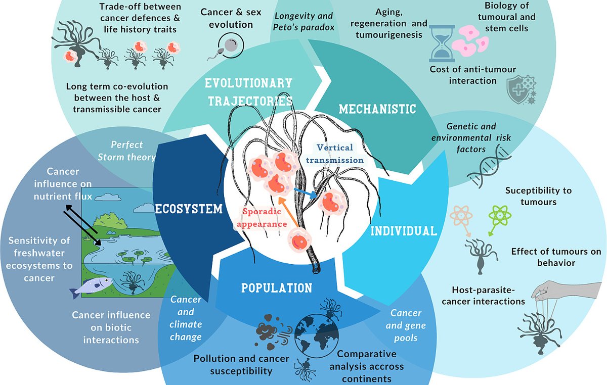 The Wild Genes Group (@wildgenesgroup) on Twitter photo New paper: The widespread vulnerability of Hydra oligactis to tumourigenesis confirms its value as a model for studying the effects of tumoural processes on the #ecology and #evolution of species. Pub via <a href="/SciTotEnv/">Science of the Total Environment</a>.
wildgenesgroup.com/2024/09/24/theโฆ New paper: The widespread vulnerability of Hydra oligactis to tumourigenesis confirms its value as a model for studying the effects of tumoural processes on the #ecology and #evolution of species. Pub via <a href="/SciTotEnv/">Science of the Total Environment</a>.
wildgenesgroup.com/2024/09/24/theโฆ