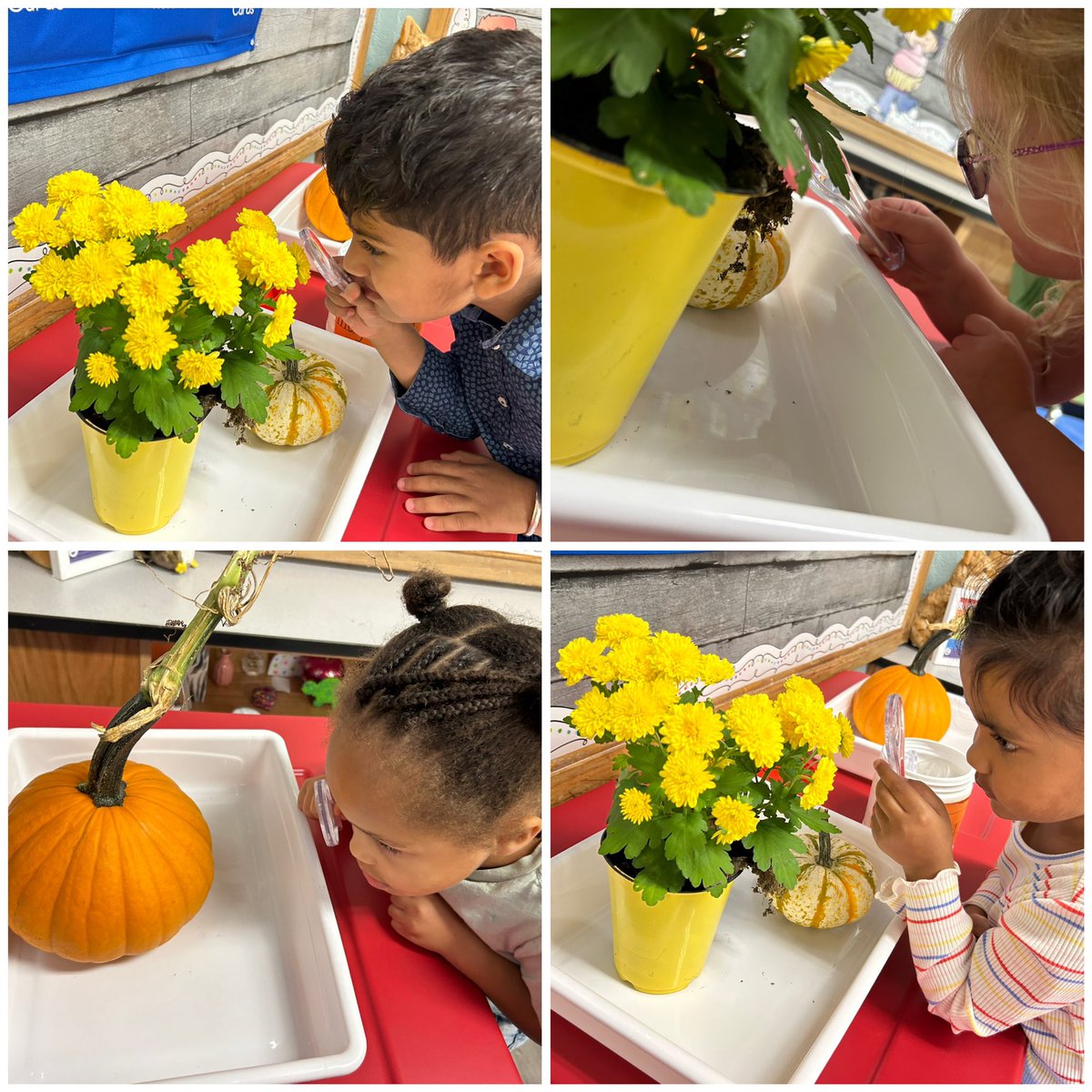 Pre-K Scientists used magnifying glasses to investigate our new Fall Science Center 🍁🎃🍂🧡 <a href="/HowellRoadVS13/">Howell Road Elementary School</a> <a href="/VS13UFSD/">ValleyStream13UFSD</a>