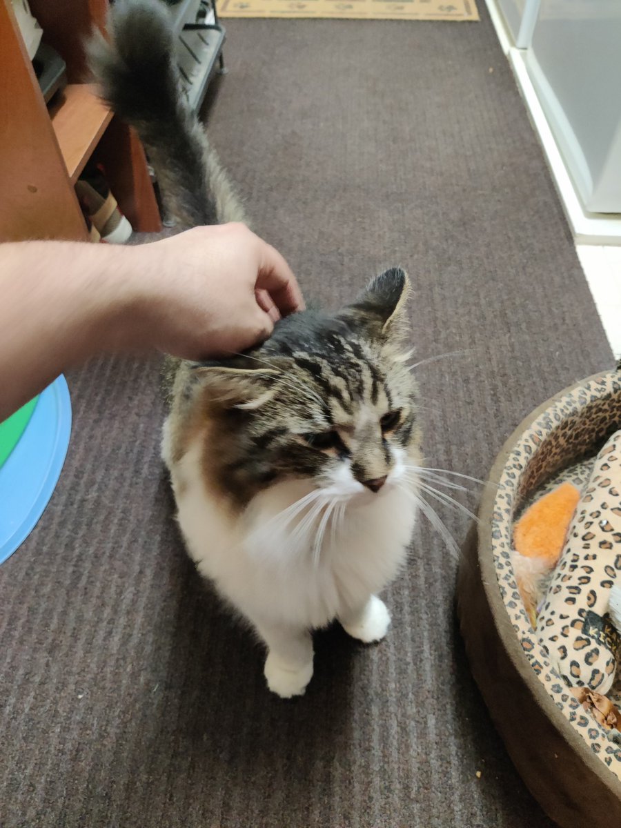 GreyCat48's tweet image. Headpats may cause excessive purring, increased heart rate, good feelings, and relaxation. Ask a doctor if headpats are for you.