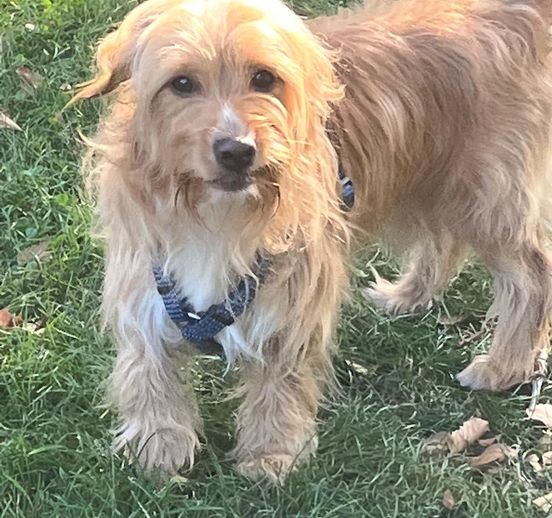 NuevaVidaAdop's tweet photo. #madrid 
CLIFORD necesita #adopcionresponsable 
Es buenísimo,educado y cariñoso...adorable!
Tiene 3 añitos y pesa 9 kg 
Sociable con niños y perros 
Se entrega chipado,vacunado,desparasitado y CON compromiso de castracion 
CONTACTO 📩facenuevavida@gmail.com
#adopta #adopcion #rt https://t.co/DHbqhZ2Ps5