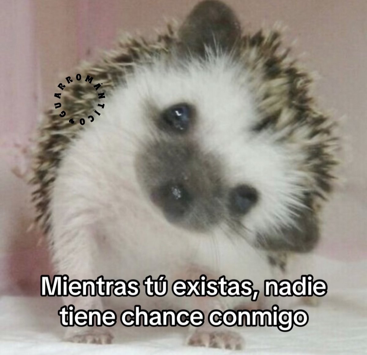 Guarromantico_'s tweet image. Asies mailob.