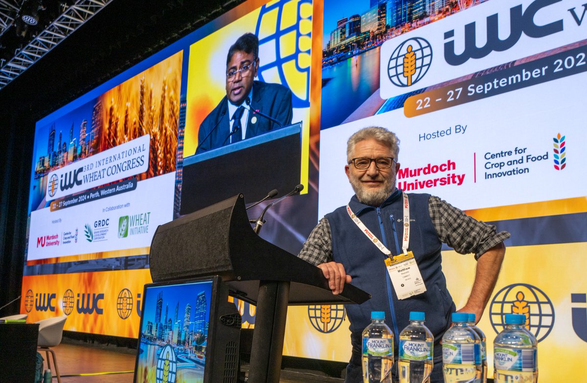 🌾At #IWC2024Perth, Matthew Reynolds #CIMMYT presents his research on combining complex traits to boost abiotic stress tolerance in wheat. Leveraging AI, remote sensing and gene sequencing, his team is unlocking the potential of precision breeding for resilient, high-yield crops