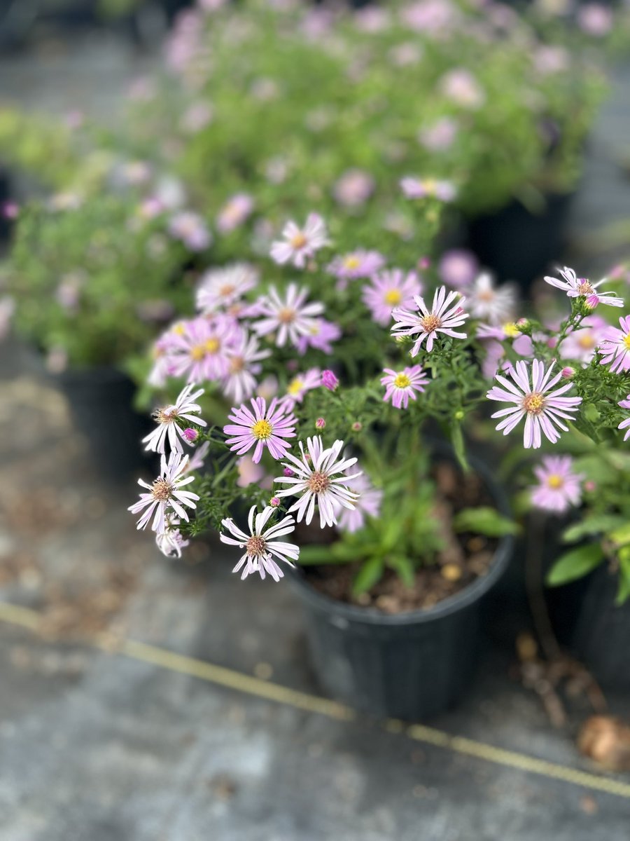 Asters bringing a pop around the greenhouse today! #PlantNative