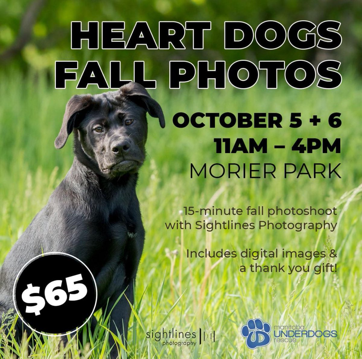 mbunderdogs's tweet photo. Our Heart Dogs Fall Photos sessions with are halfway sold! 🍂 

Celebrate your one-in-a-million pup &amp; support the Underdogs🐾 

🗓️ Oct 5 &amp; 6, 2024 
💰 $65 (digital photos + gift) 
🐶 Shy/reactive dogs welcome!

Don’t miss out—book now! 💙
🔗 https://t.co/Ituj36tCc9

#winnipeg https://t.co/azLMyAp92E