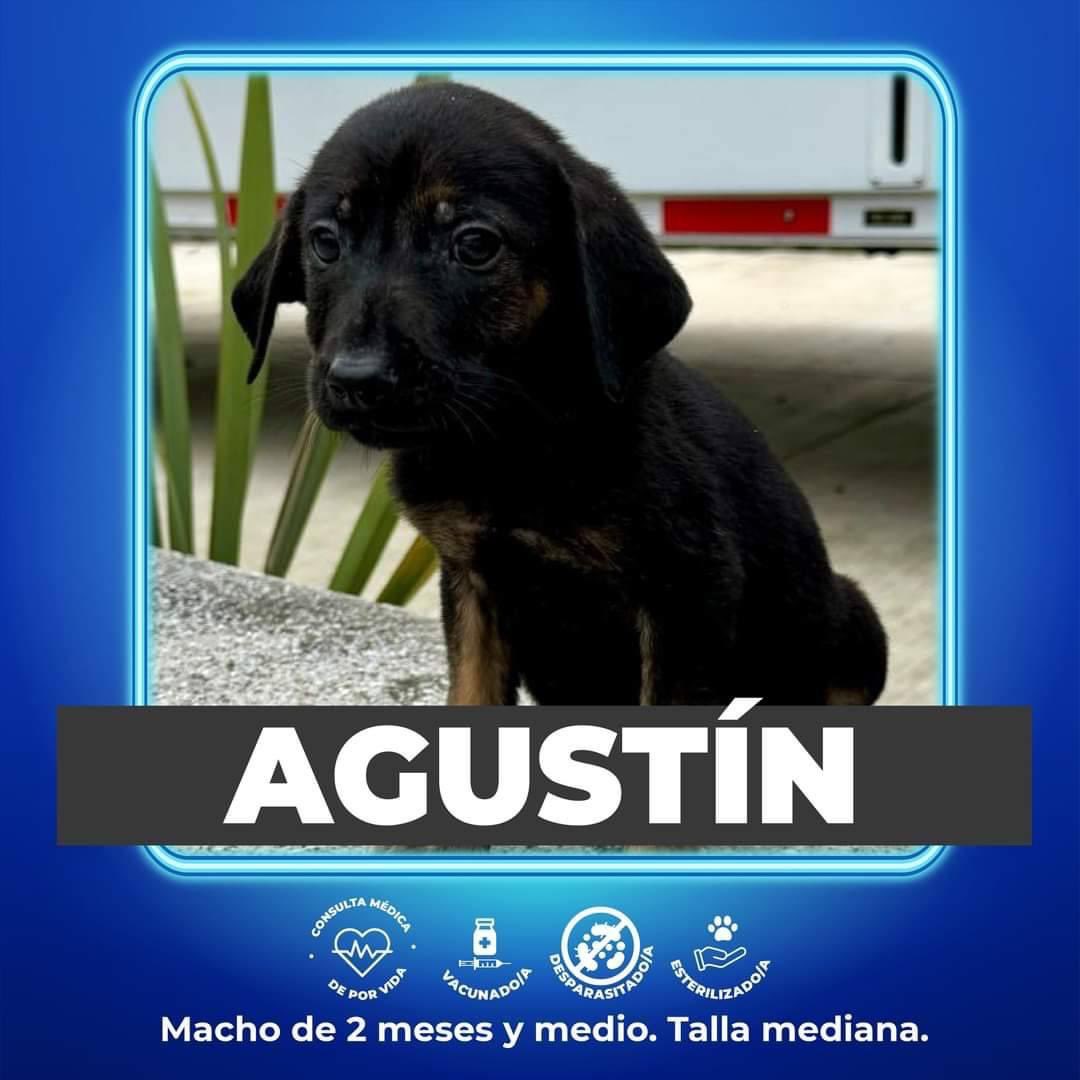 #Xalapa #Adopta ♥️🐶
<a href="/VialidadXalapa/">Vialidad Xalapa 🚦 VX 🌎</a> <a href="/PacoDizfinck/">𝗣𝗮𝗰𝗼 𝗗𝗶𝘇𝗳𝗶𝗻𝗰𝗸</a> <a href="/pilykuera/">Pily Peregrina</a> <a href="/aasullegna/">Angie Triaz🙏🏽</a> <a href="/mageba04/">Gina alarcon</a> <a href="/anicienta_6/">Ana Pelaez</a> <a href="/tierraverde1943/">ℓια ₊˚.༄ *ﾟ🌱</a>  <a href="/marydebeck/">Maryde</a> <a href="/Mtra_Shaira/">Shaira</a> <a href="/Corintiacruz/">Corintia Cruz Oregón</a> <a href="/mayteponm/">Mayte P.</a> <a href="/CECILLIA36/">CECILIA MENDEZ</a> <a href="/RoxanaAAT/">Feto de PicaFresa🍓</a> <a href="/camellinlove/">Porque soy xalapeño</a> <a href="/penelopemoncayo/">Penélope Moncayo.</a> <a href="/fherciencias/">Soy Fher!</a> <a href="/Ydlan/">Naldy Patricia</a> <a href="/AbelMucino/">Abel Muciño</a> <a href="/rociosaiz/">Rocio Saiz</a> <a href="/marinavera100/">Marina Vera</a> RT