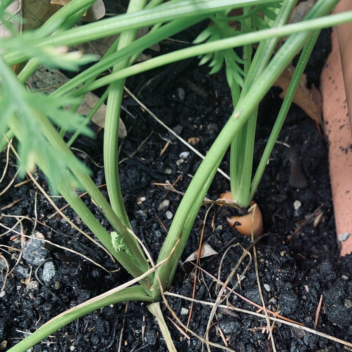 Peekaboo! Little carrot from the #ShadeGarden!

#GrowYourOwn