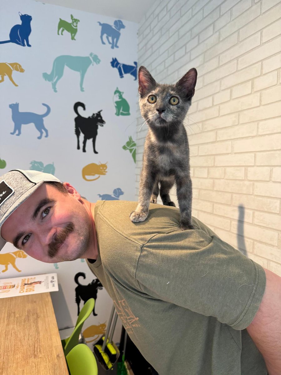 Jordan Chiles is the poster child for "energetic and mischievous kitten" who is guaranteed to bring laughter to the family. Jordan has even helped teach a blind foster kitten how to play. Jordan Chiles is adoptable through Dallas Pets Alive!  dallaspetsalive.org/pet/jordan-chi…