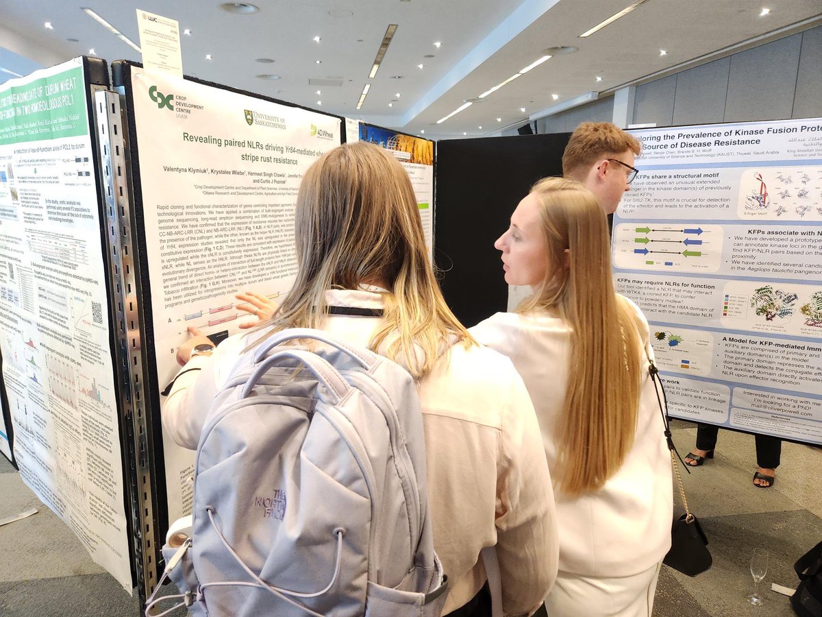 Dr. Valentyna Klymiuk presenting her work on wheat stripe rust resistance at #IWC2024Perth