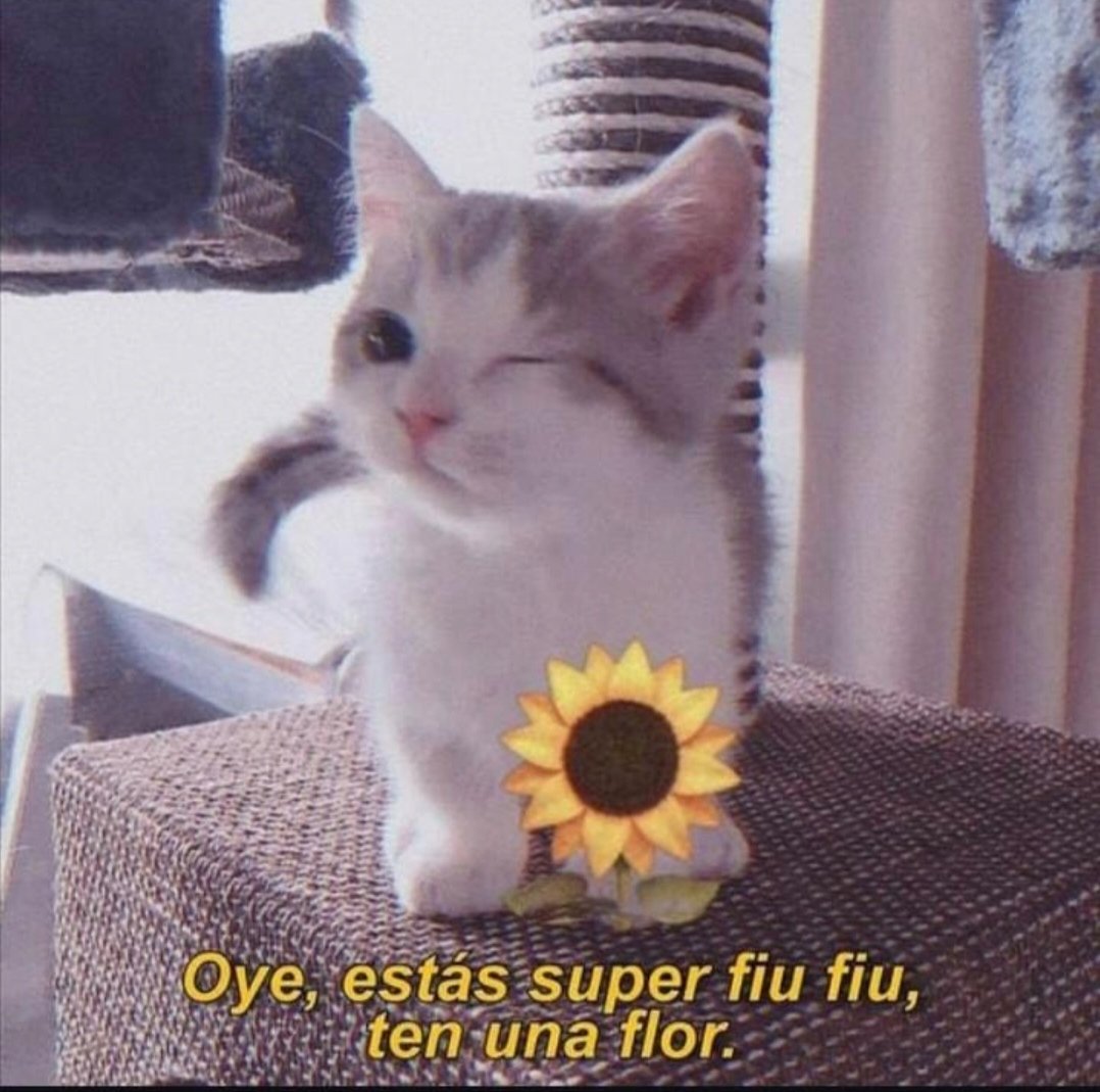 boladepelosof's tweet photo. 🌻🌻🌻 Para quienes tuvieron sus flores amarillas este fin de semana 😺😺😺😺

#CatsOfX #gato #gatos #gatitos #gatosfelices #catslovers #mascota #mascotas #mascotasfelices #felinos #felinoslindos https://t.co/lKV61TPwiM