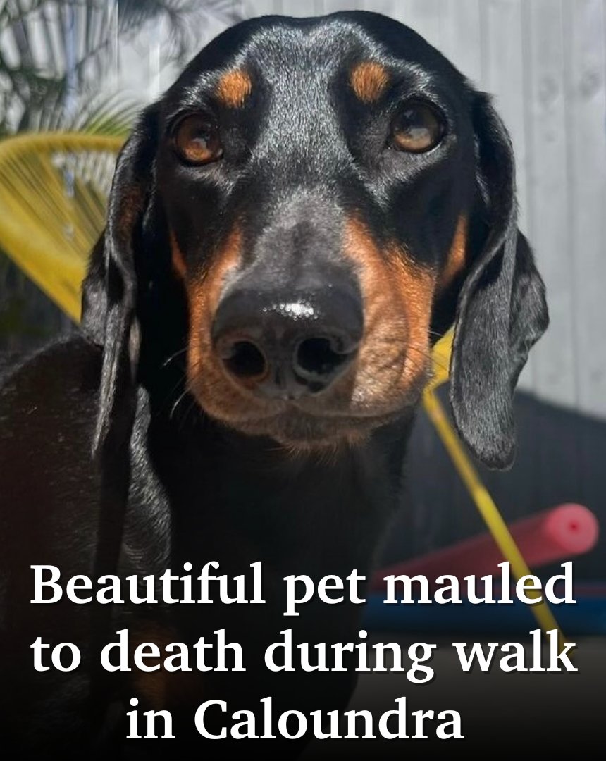 A Sunshine Coast family’s dachshund, Duff, was on a morning walk when a bull arab broke free from its owner's grip and mauled the smaller dog to death 💔😔 FULL STORY&gt;&gt;&gt; bit.ly/3Bfec3u