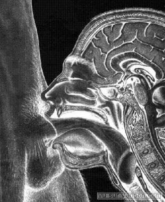 POV: Lampionagem e adeptos do Hajduk Split a qualquer momento quando estão juntos.